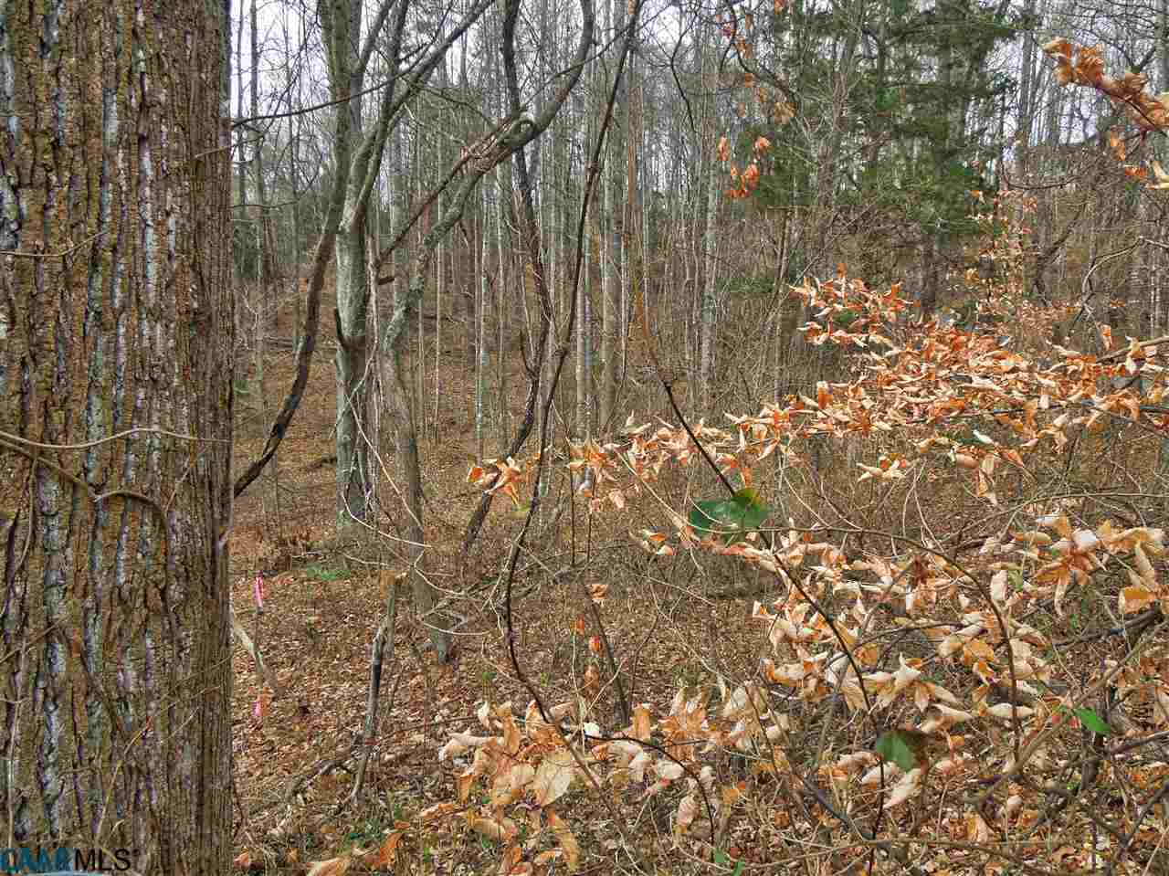 Lot 63 Turkey Ridge Road Charlottesville, VA 22903 - Photo 3 of 6 a picture of trees