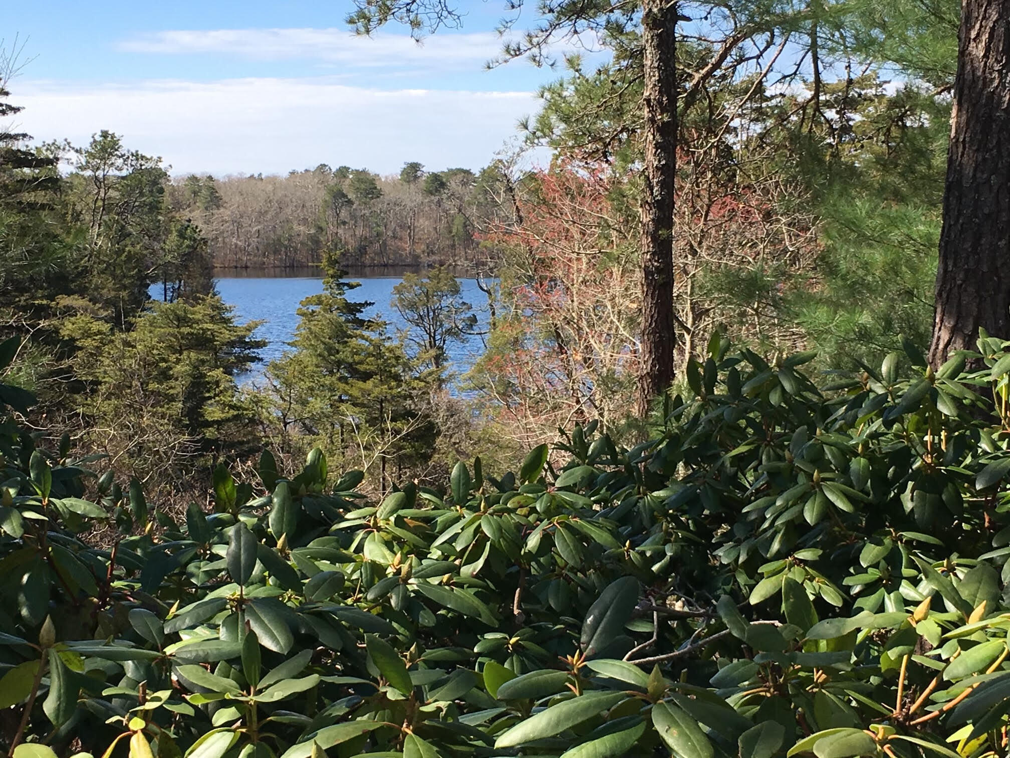 523 Bumps River Road Osterville, MA 02655 - Photo 8 of 49 a view of a forest with a tree