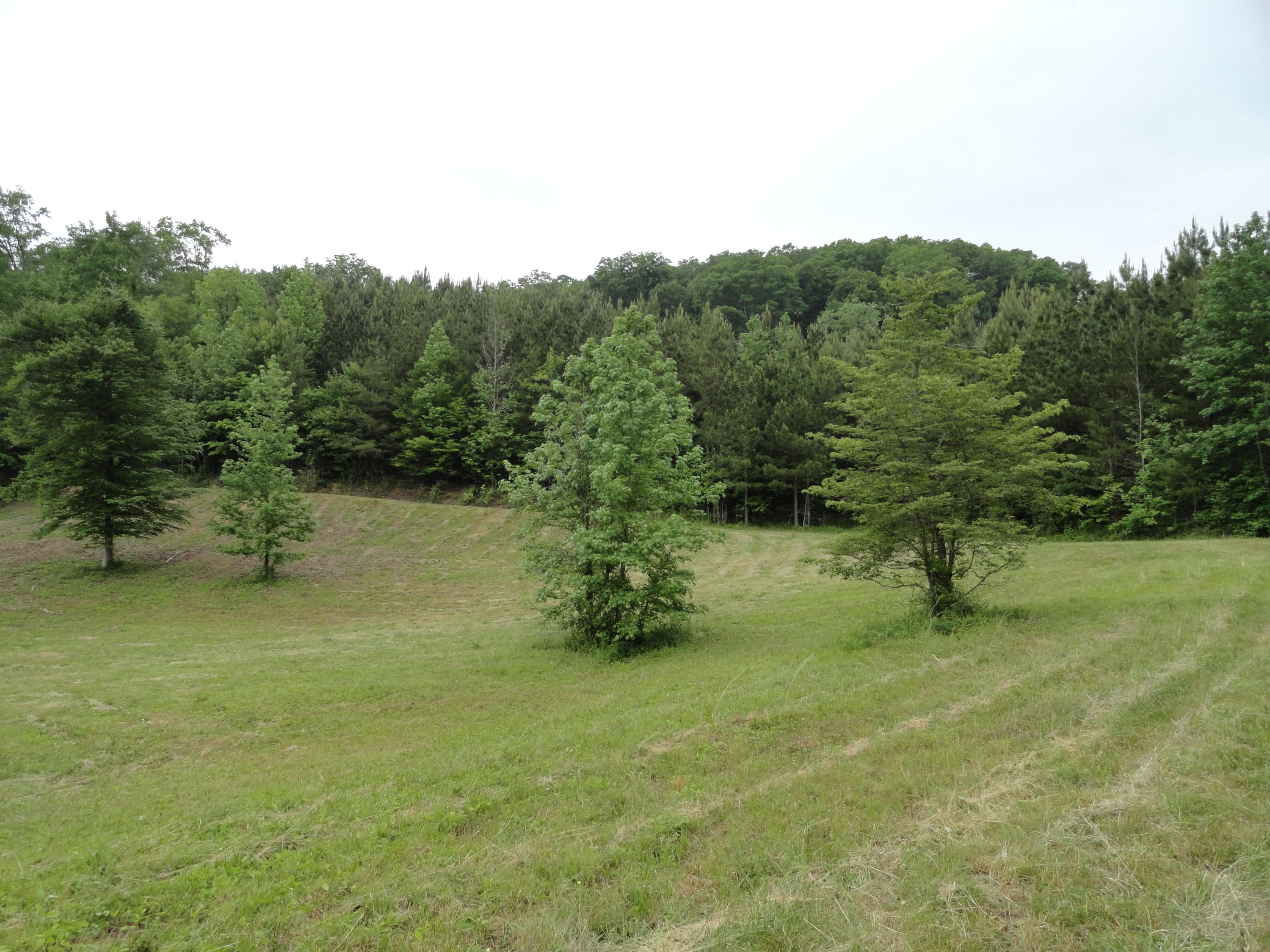 Marlow Road Clinton, TN 37716 - Photo 12 of 39 DSC06691