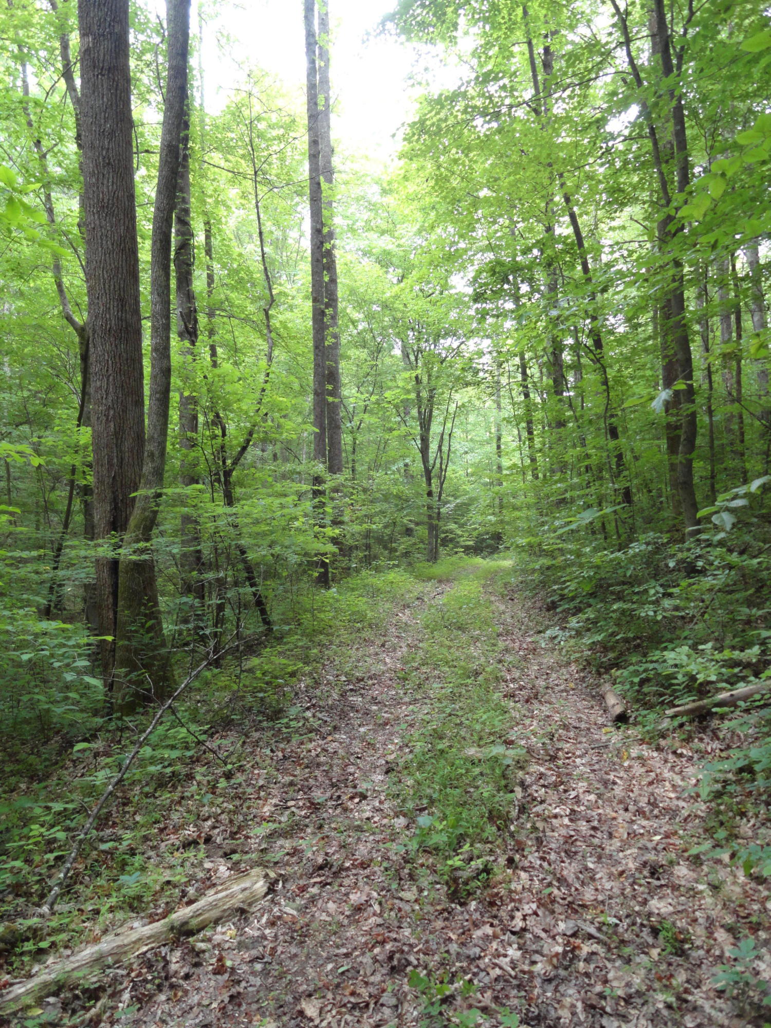 Marlow Road Clinton, TN 37716 - Photo 17 of 39 DSC06696