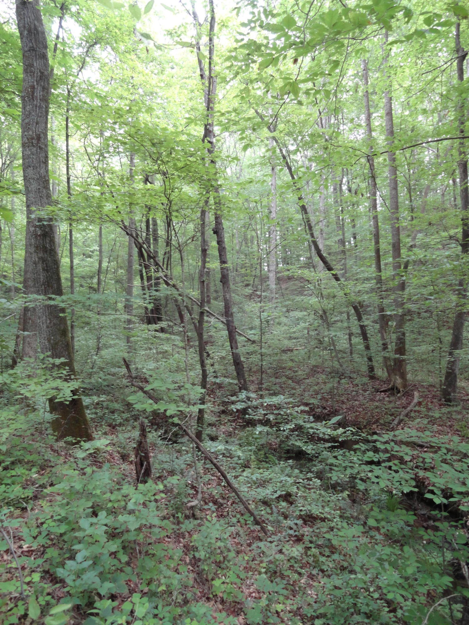 Marlow Road Clinton, TN 37716 - Photo 19 of 39 DSC06698