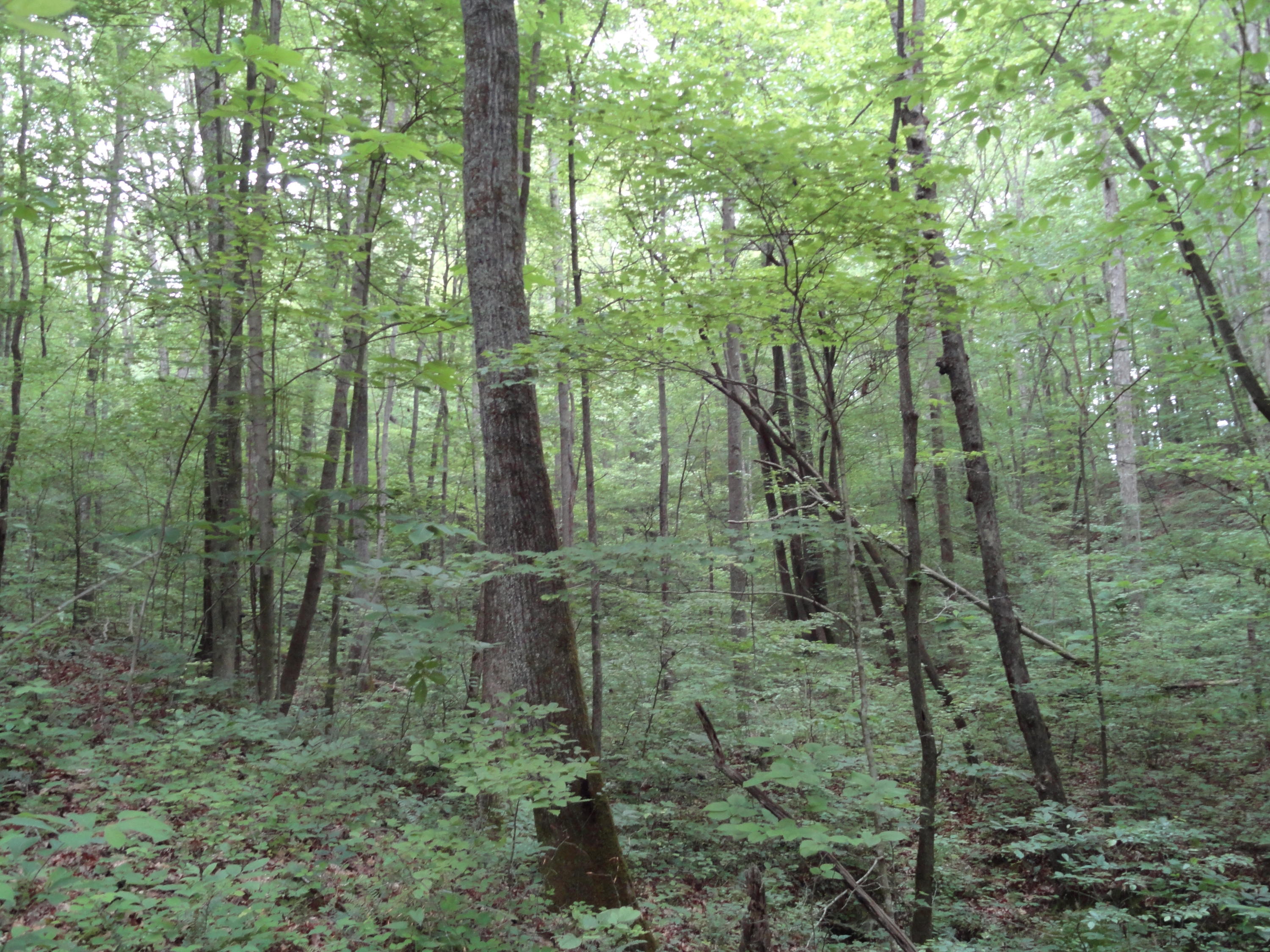Marlow Road Clinton, TN 37716 - Photo 20 of 39 DSC06699