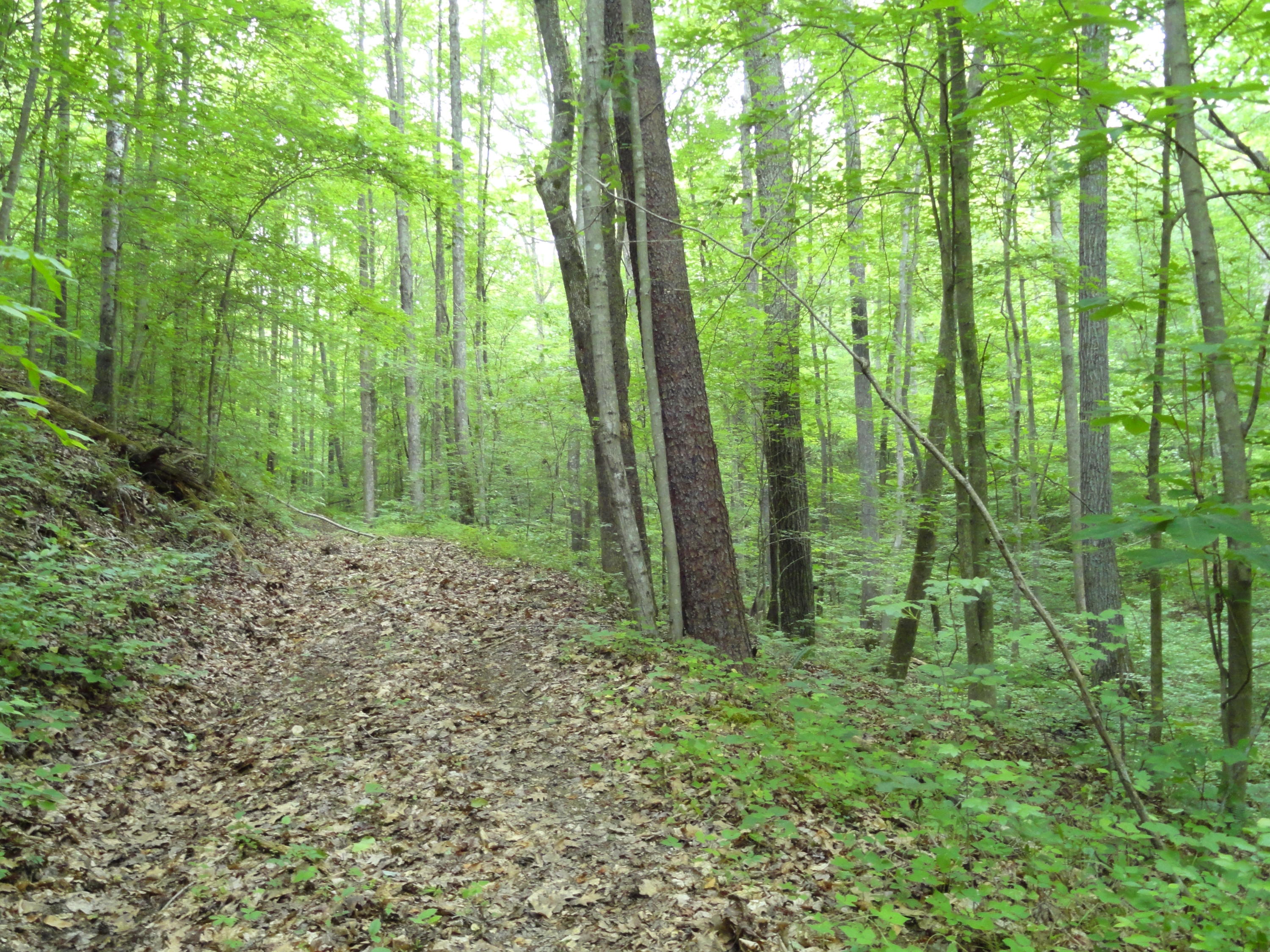 Marlow Road Clinton, TN 37716 - Photo 22 of 39 DSC06701
