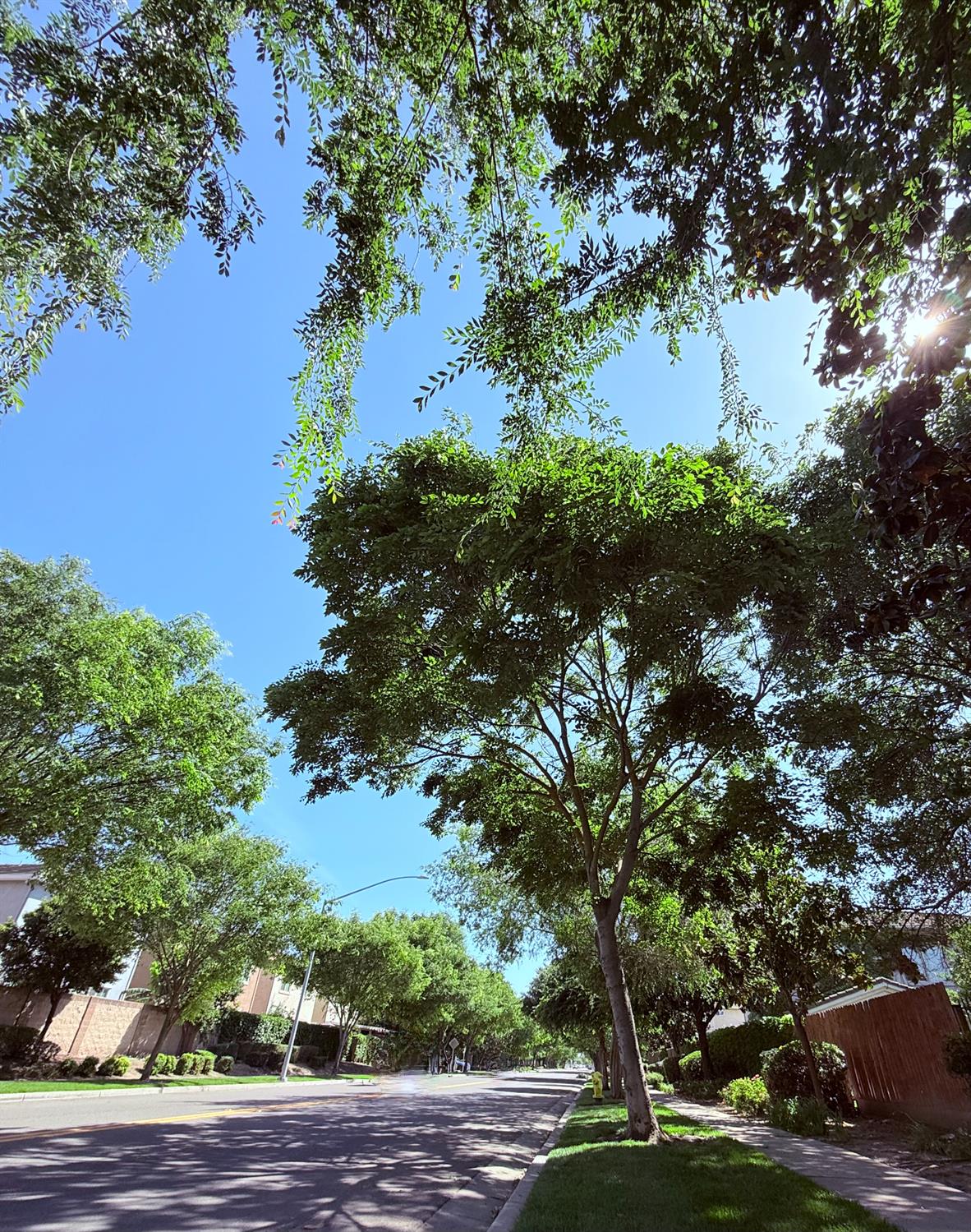3828 Lookout Drive Modesto, CA 95355 - Photo 35 of 39 a view of a tree in a yard with a tree