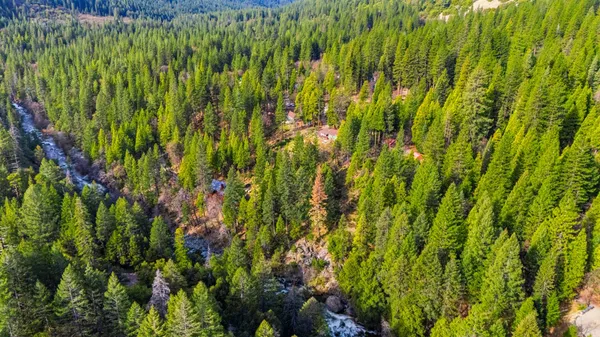 a view of a lush green forest