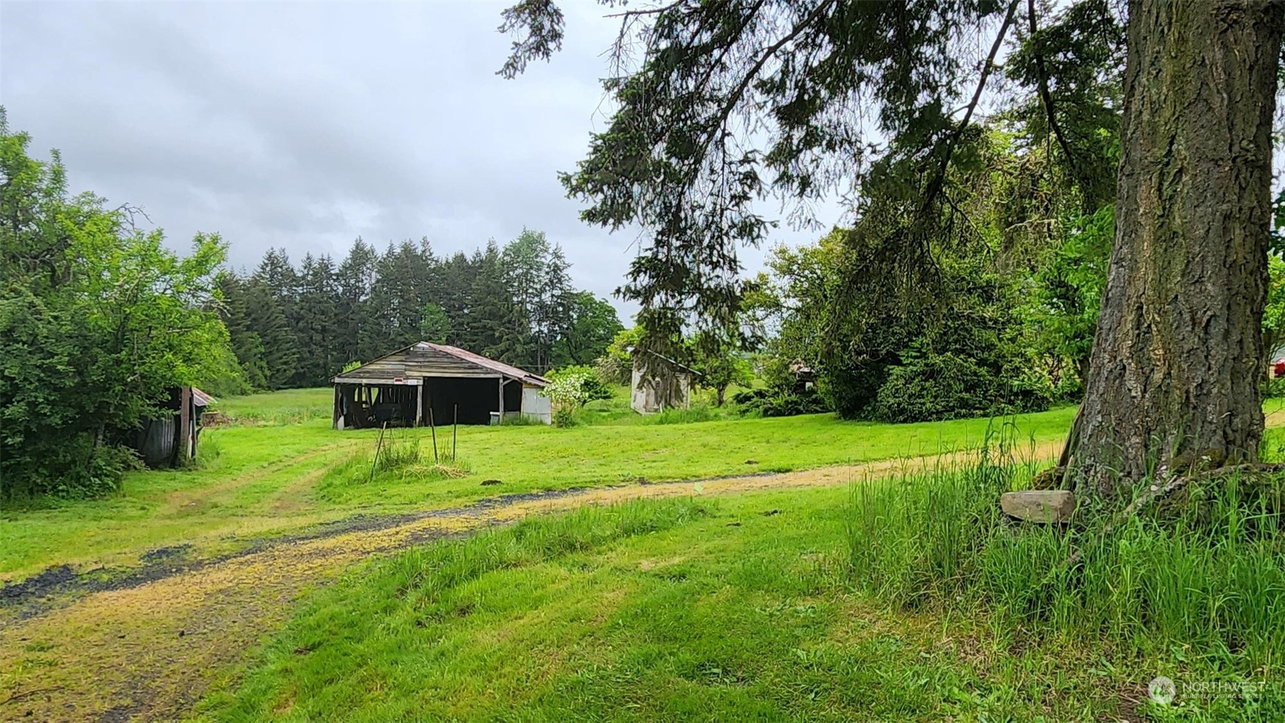 229 Rogers Road Chehalis, WA 98532 - Photo 7 of 21 a view of a big yard with plants and large trees