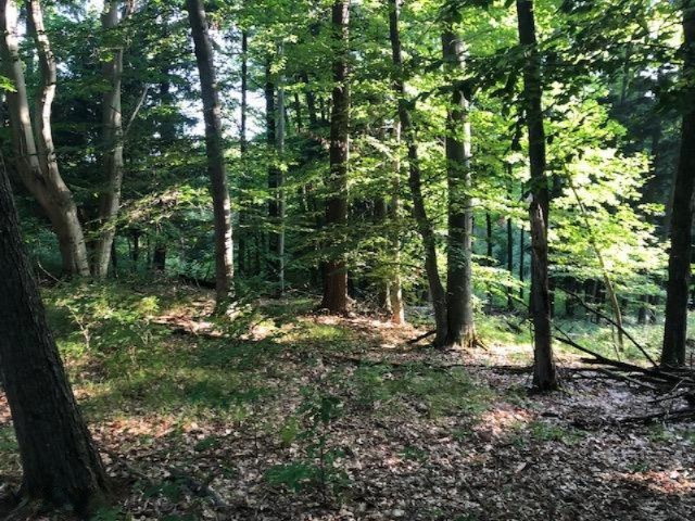 6984 Old State Road Stanwood, MI 49346 - Photo 14 of 26 IMG_5244