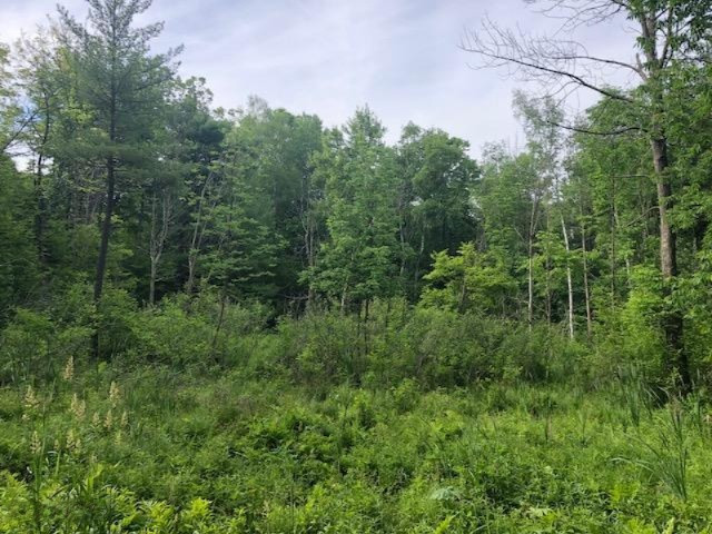 6984 Old State Road Stanwood, MI 49346 - Photo 16 of 26 Cut over area