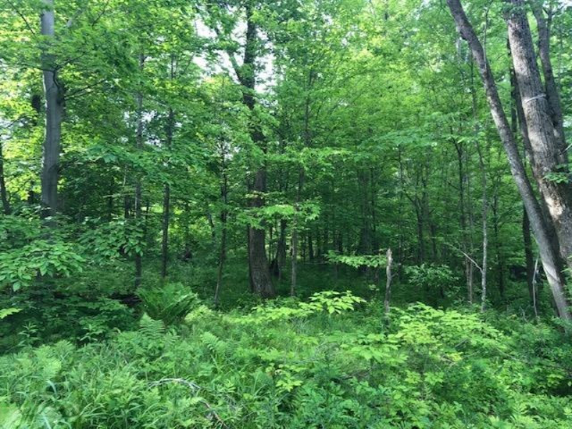6984 Old State Road Stanwood, MI 49346 - Photo 17 of 26 IMG_4942