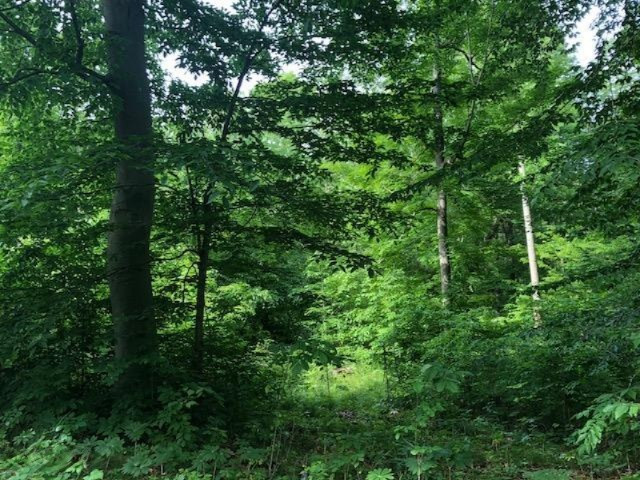 6984 Old State Road Stanwood, MI 49346 - Photo 18 of 26 IMG_4943