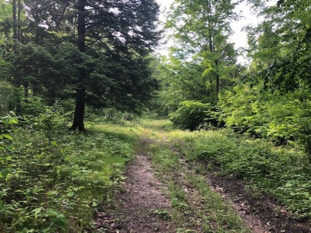 6984 Old State Road Stanwood, MI 49346 - Photo 19 of 26 Good trails