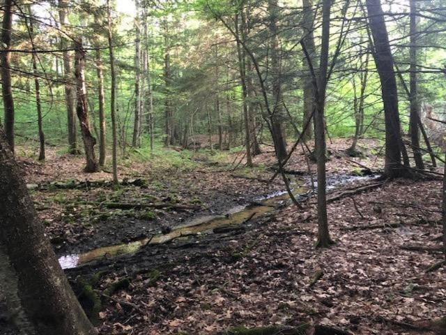 6984 Old State Road Stanwood, MI 49346 - Photo 4 of 26 Stream during July