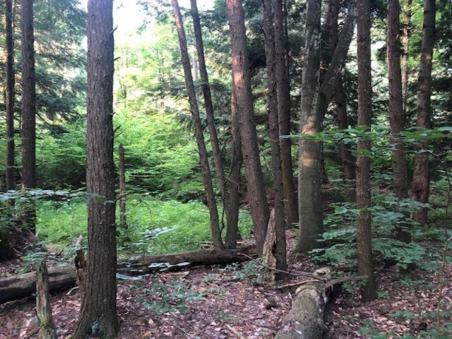 6984 Old State Road Stanwood, MI 49346 - Photo 6 of 26 Cedar swamp area