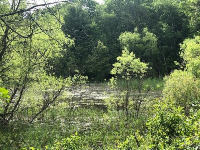 6984 Old State Road Stanwood, MI 49346 - Photo 8 of 26 Pond/wetland area