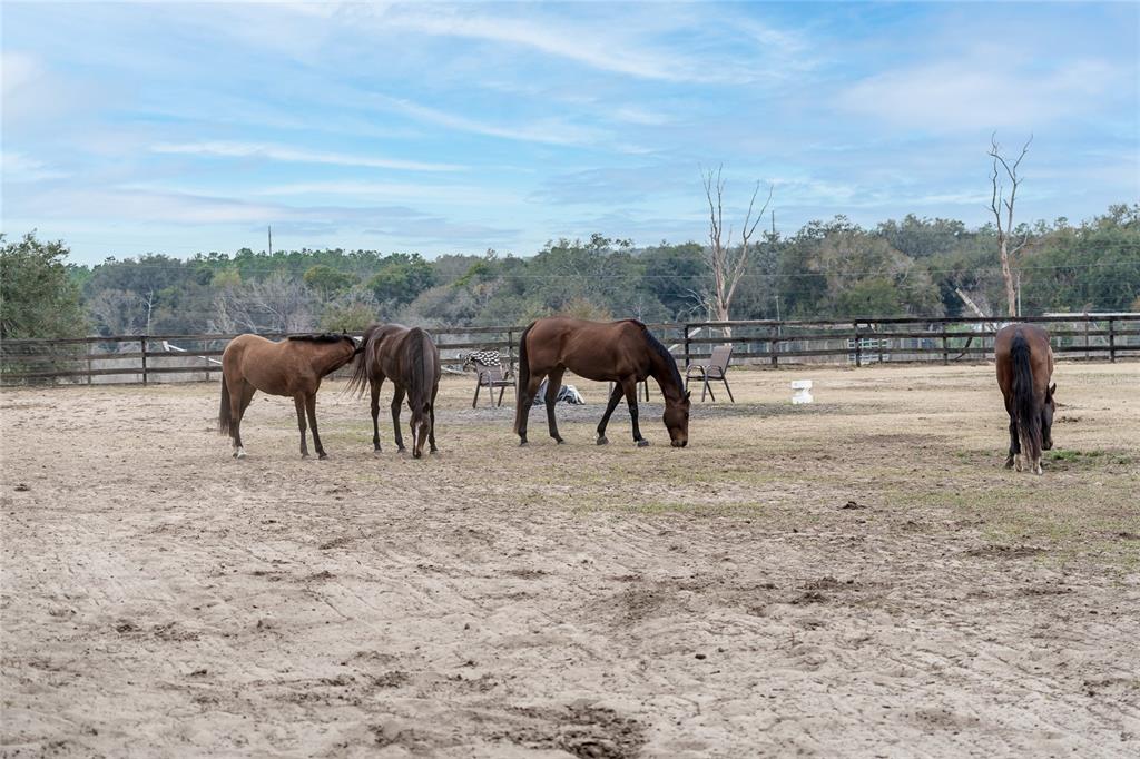 8540 Boyt Road Zephyrhills, FL 33540 - Photo 34 of 76
