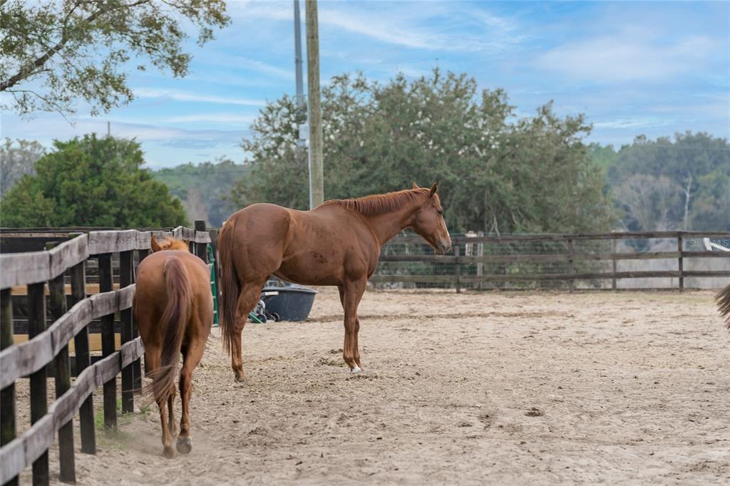8540 Boyt Road Zephyrhills, FL 33540 - Photo 35 of 76