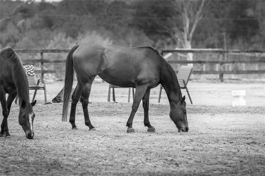 8540 Boyt Road Zephyrhills, FL 33540 - Photo 37 of 76