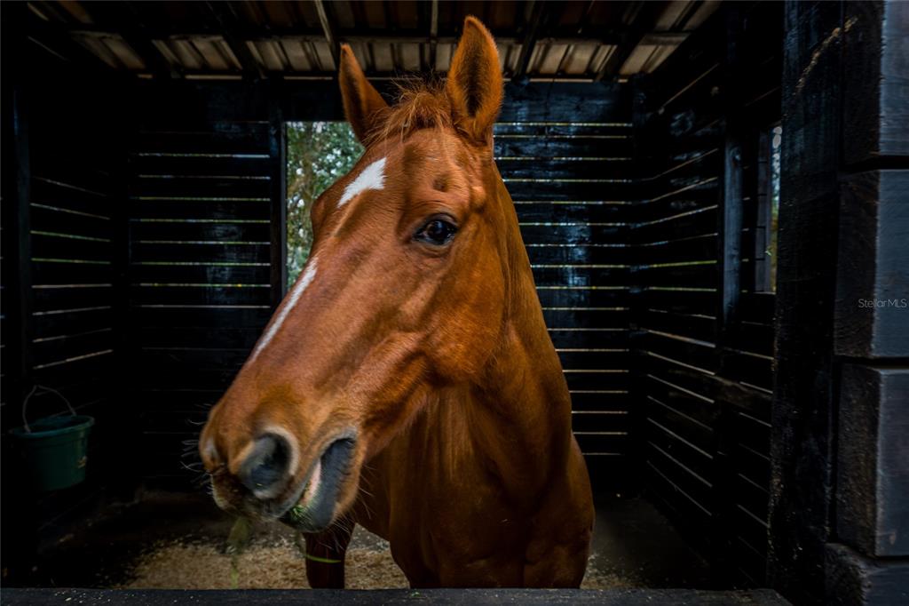 8540 Boyt Road Zephyrhills, FL 33540 - Photo 75 of 76