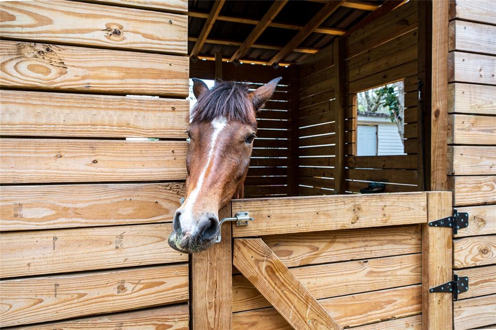8540 Boyt Road Zephyrhills, FL 33540 - Photo 76 of 76