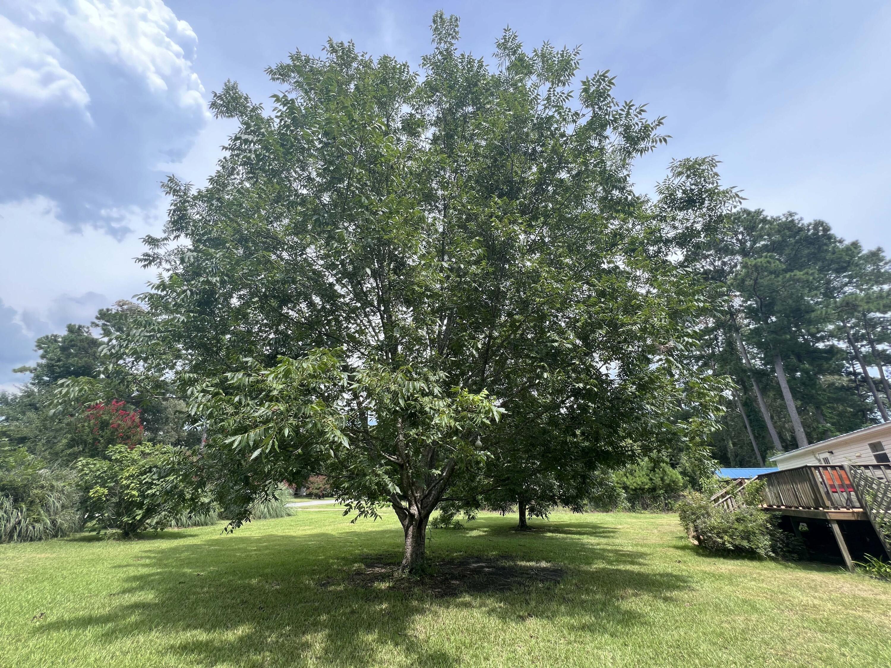 1156 West A. Gamble Road Manning, SC 29102 - Photo 11 of 51 11