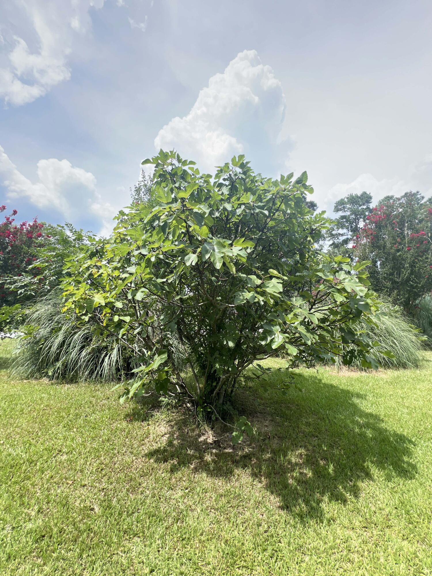1156 West A. Gamble Road Manning, SC 29102 - Photo 9 of 51 9