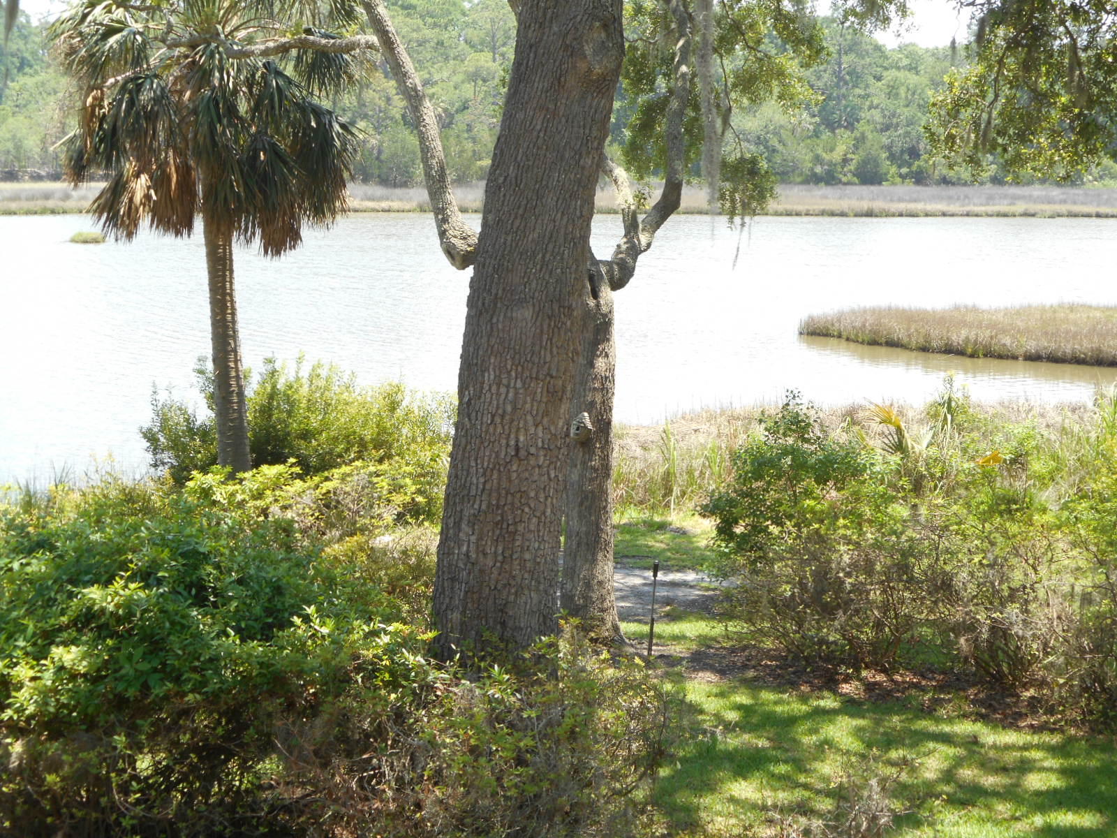 8952 Palmetto Road Edisto Island, SC 29438 - Photo 44 of 56 8952 Palmetto Road (6)
