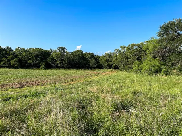 a view of a green field with plants in the background