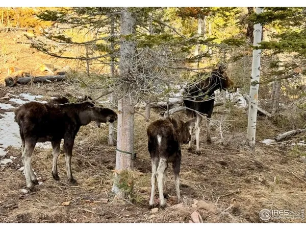 $624,900 | 3689 Ottawa Way, Red Feather Lakes, CO 80545