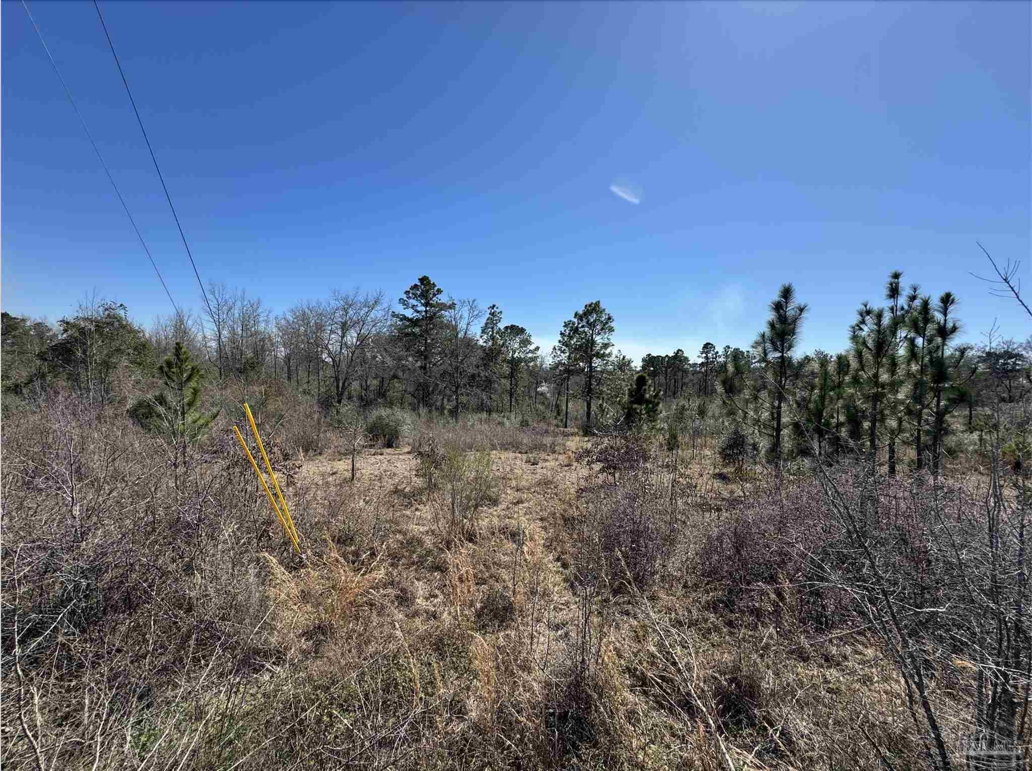 Lot 6 Will Jones Road Jay, FL 32565 - Photo 4 of 6 a view of a bunch of trees in a field