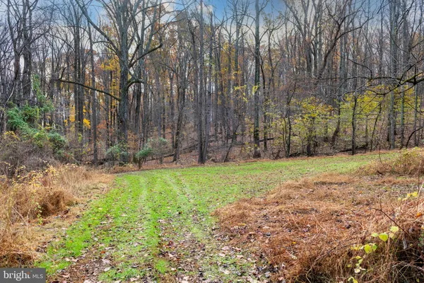 a view of backyard with tree