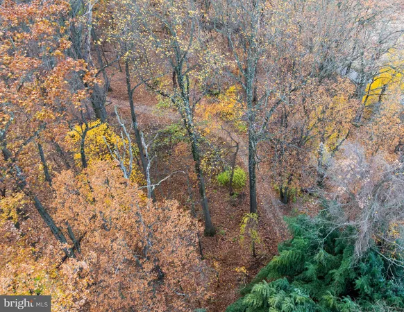 a view of a tree with a yard