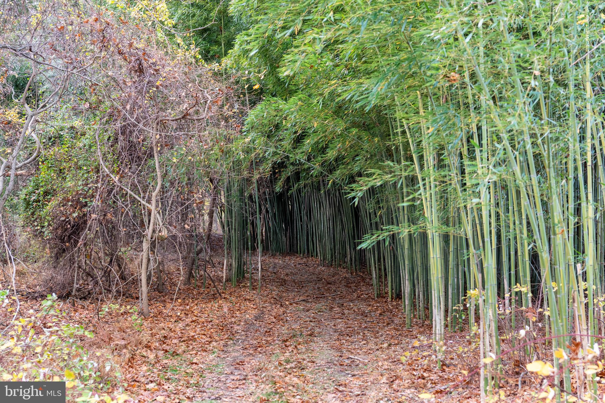 4224 Piney Grove Road Glyndon, MD 21136 - Photo 5 of 22 a view of outdoor space and garden