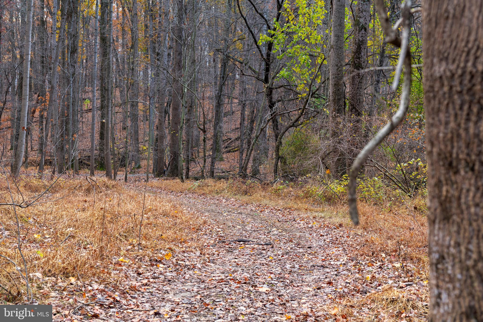 4224 Piney Grove Road Glyndon, MD 21136 - Photo 10 of 22 a backyard of a house with lots of green space