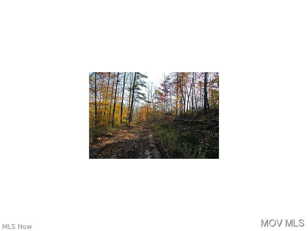 0 Cunningham Run Road Pennsboro, WV 26415 - Photo 5 of 7 More Woods