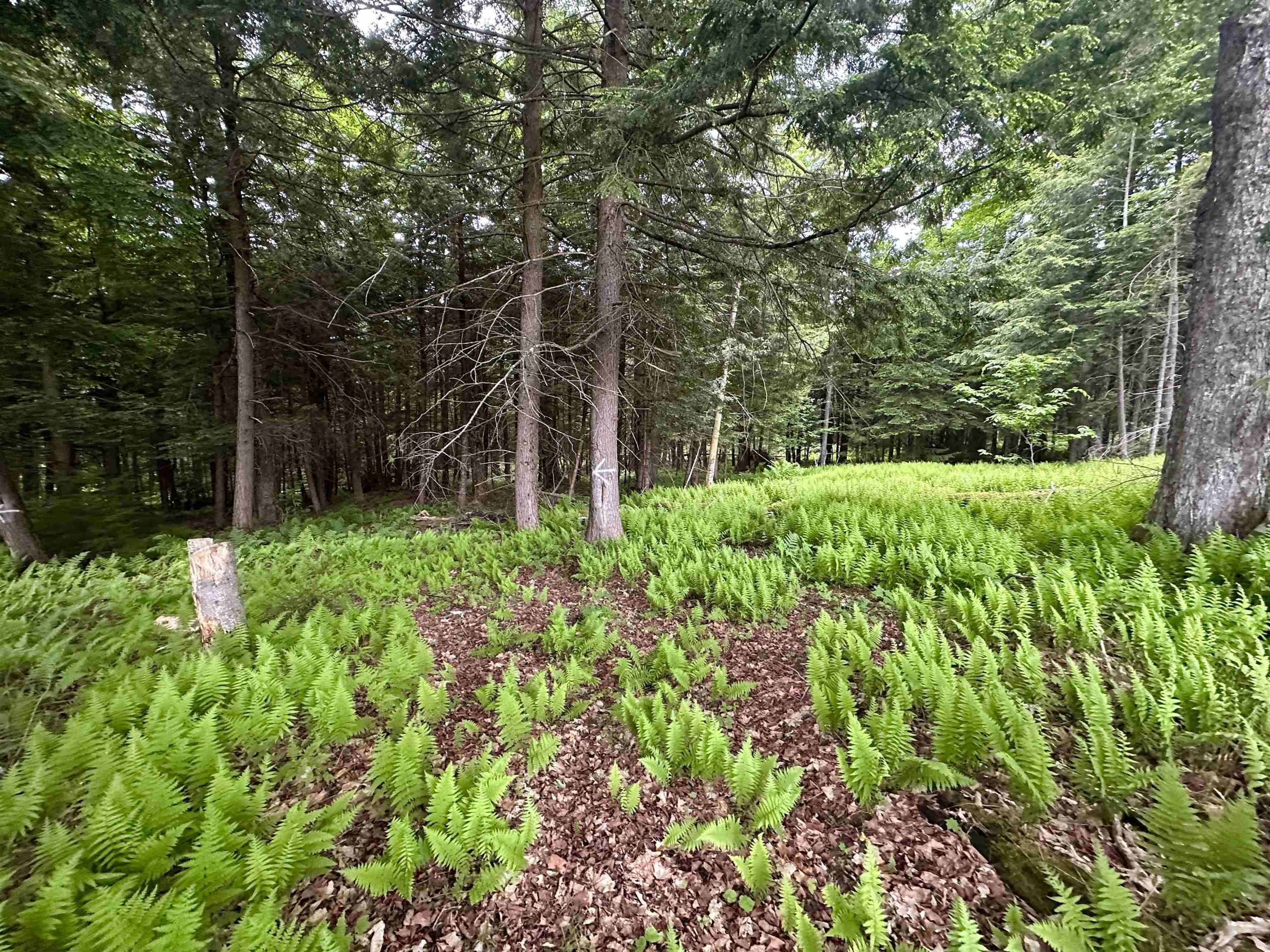 252 Ray Hill Road Wilmington, VT 05363 - Photo 17 of 24 Gallery Image 17
