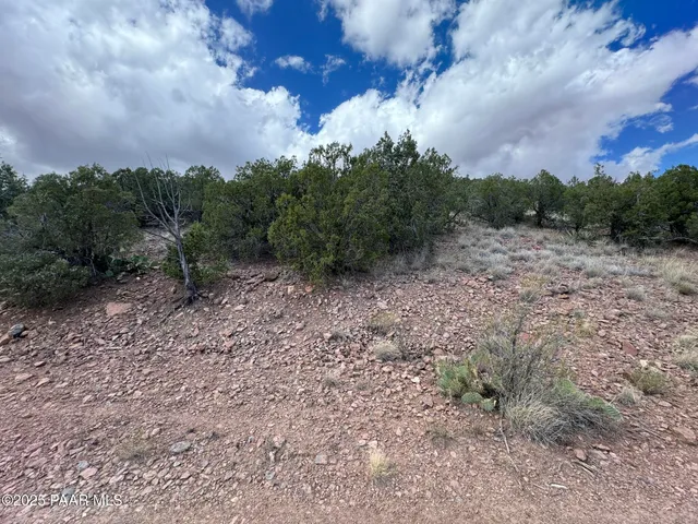 a view of a dry yard with trees