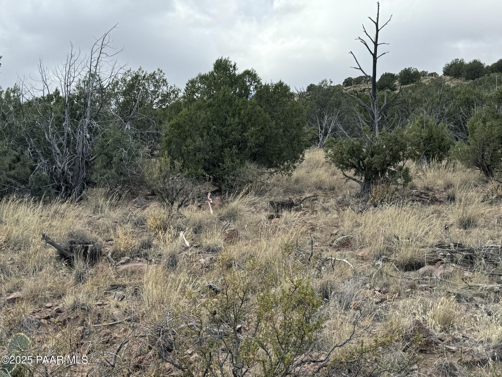 0 West Cedar Heights Road Prescott, AZ 86305 - Photo 5 of 8 a view of a dry yard with trees