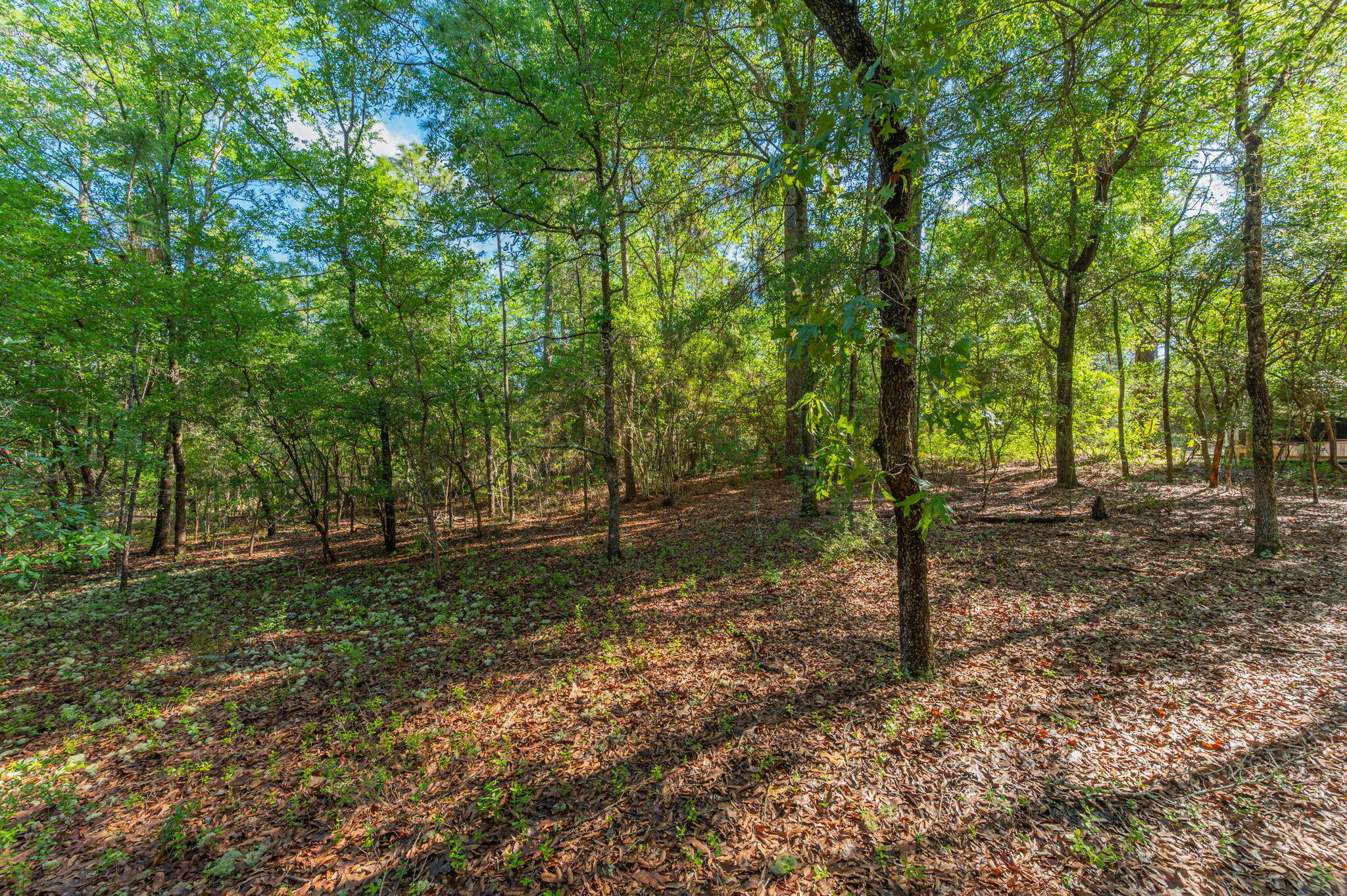 4449 Yellow Bluff Road Crestview, FL 32539 - Photo 12 of 42 a backyard of a house with lots of trees