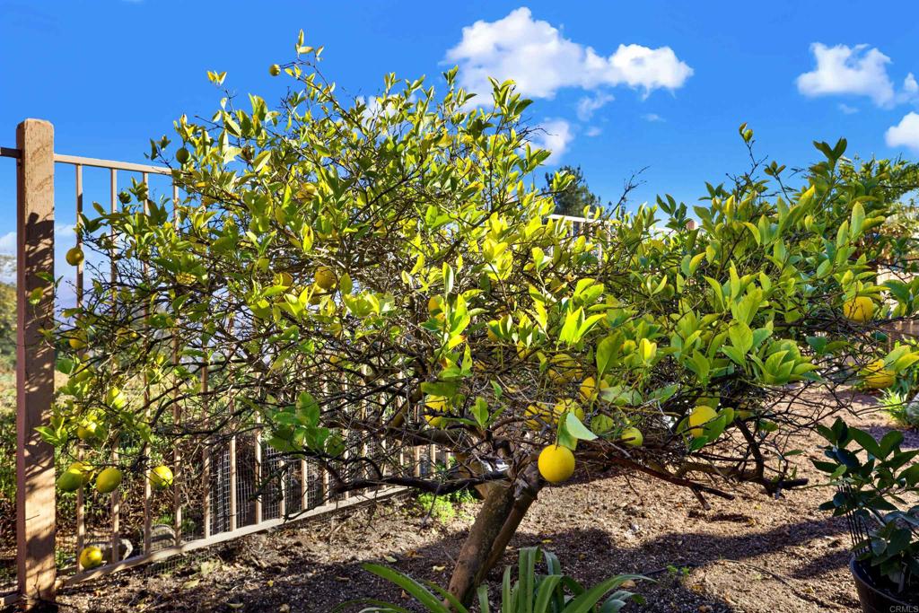 2022 Highland View Escondido, CA 92026 - Photo 29 of 47 a picture of flowers