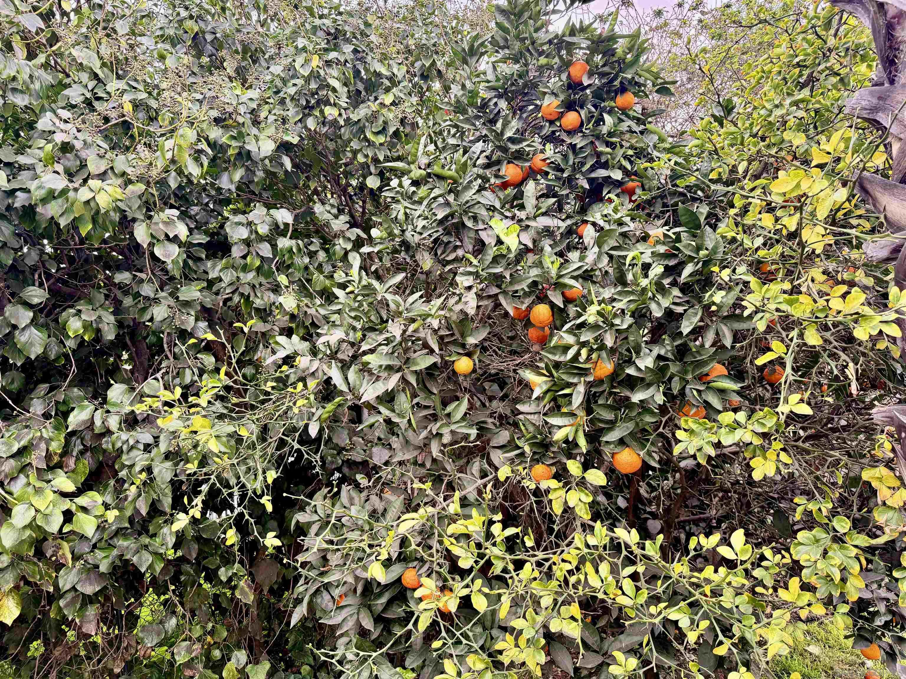 8918 Westhill Road Lakeside, CA 92040 - Photo 52 of 52