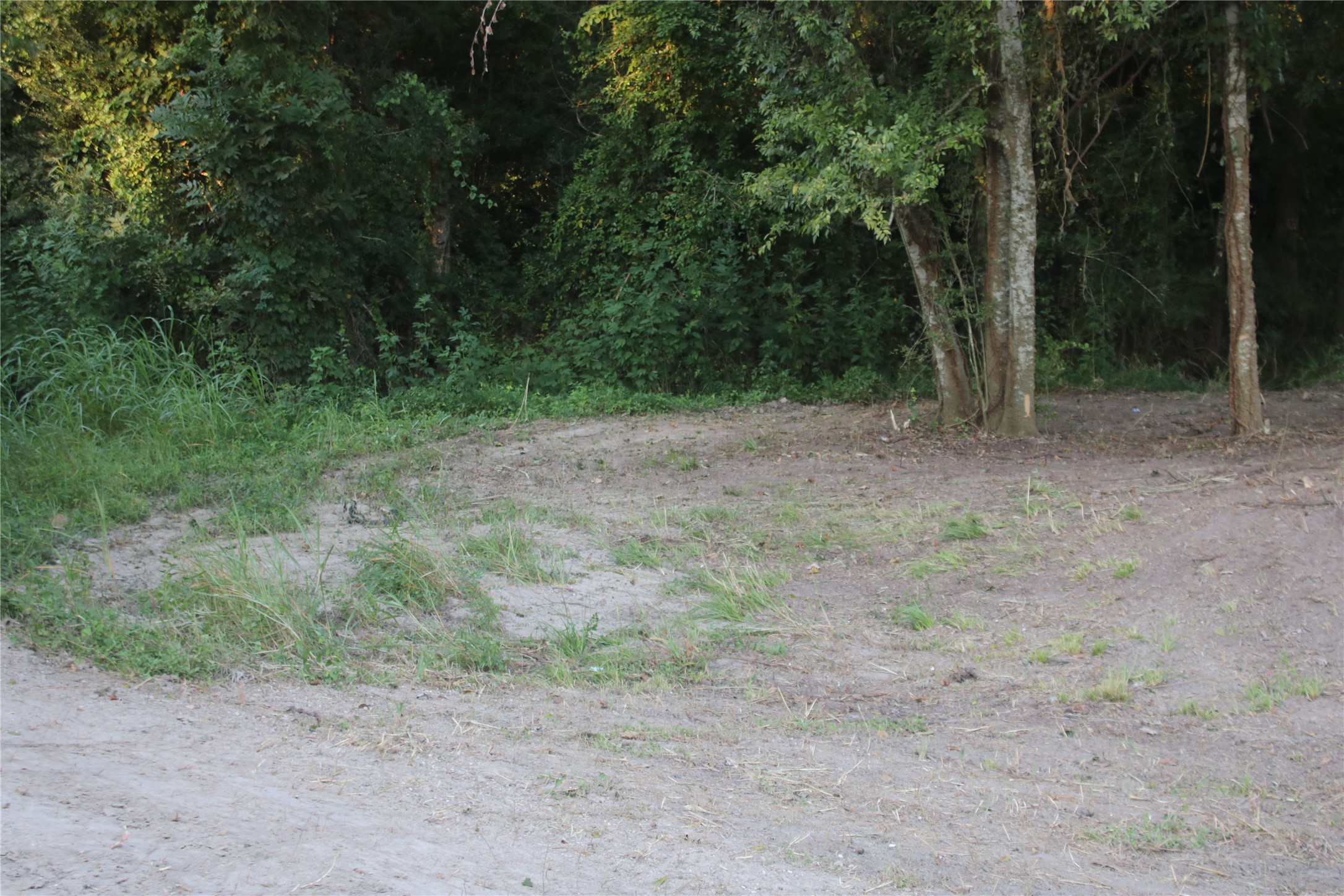 25302 Lk Rdg Drive Navasota, TX 77868 - Photo 11 of 17 a view of a yard with trees in the background