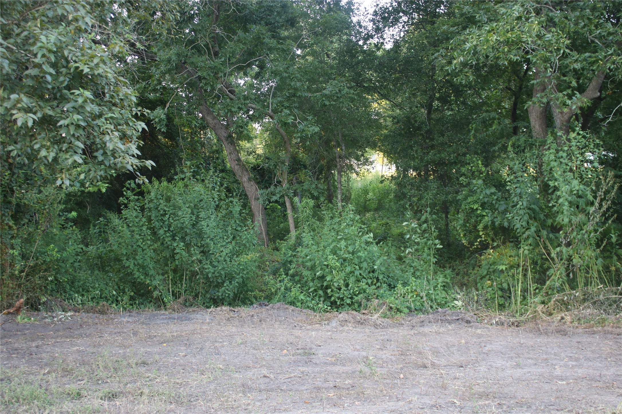 25302 Lk Rdg Drive Navasota, TX 77868 - Photo 13 of 17 a view of a forest with trees in the background