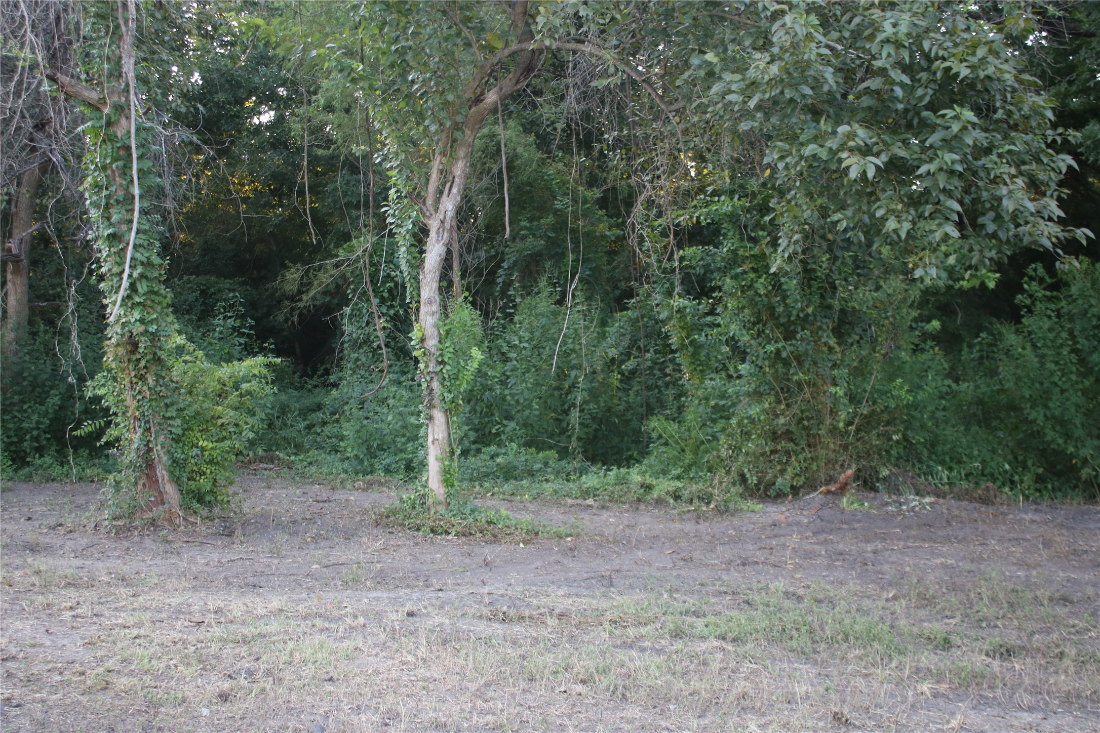 25302 Lk Rdg Drive Navasota, TX 77868 - Photo 14 of 17 a view of a forest with trees in the background