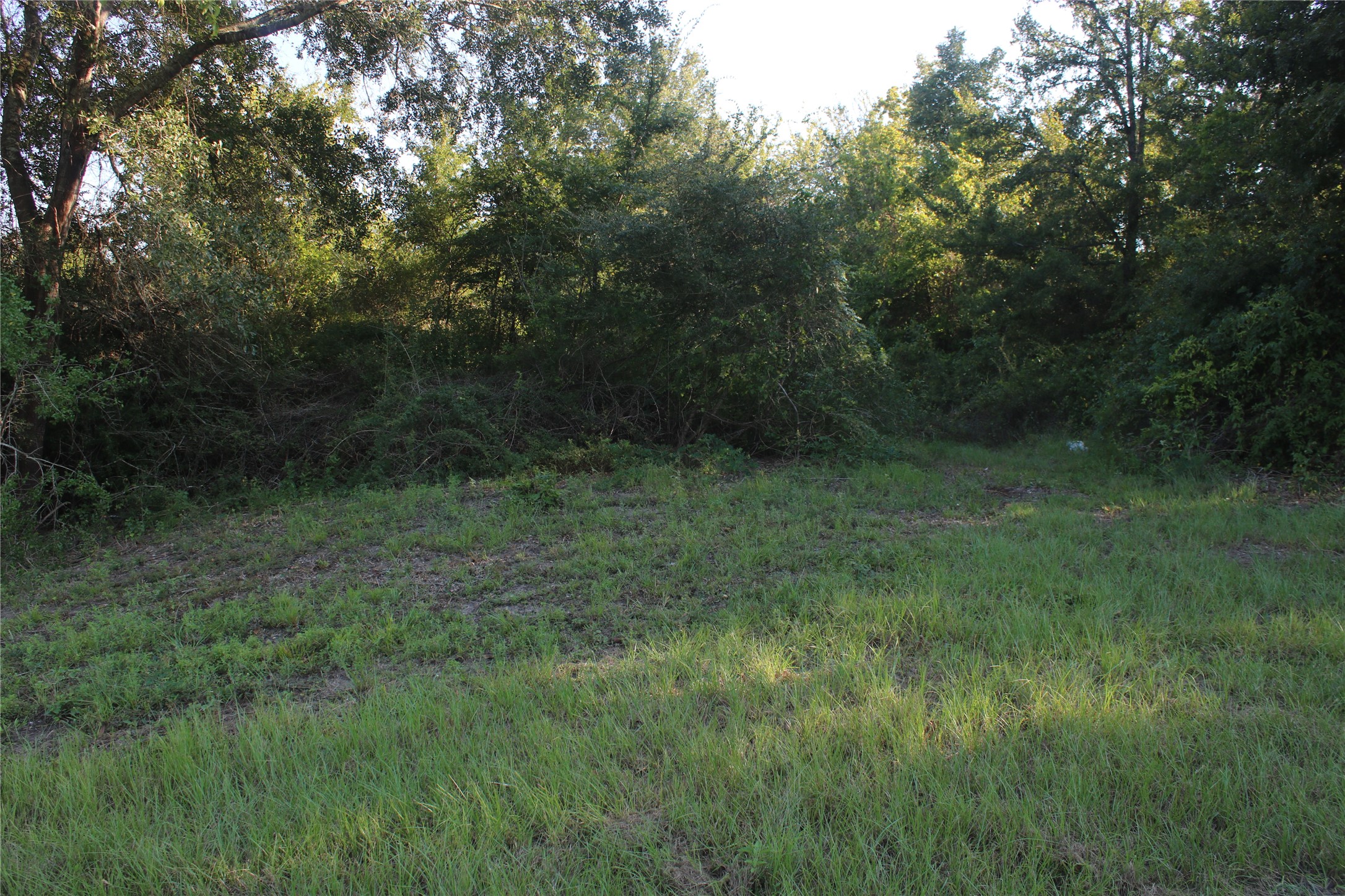 25302 Lk Rdg Drive Navasota, TX 77868 - Photo 7 of 17 a view of a lush green forest