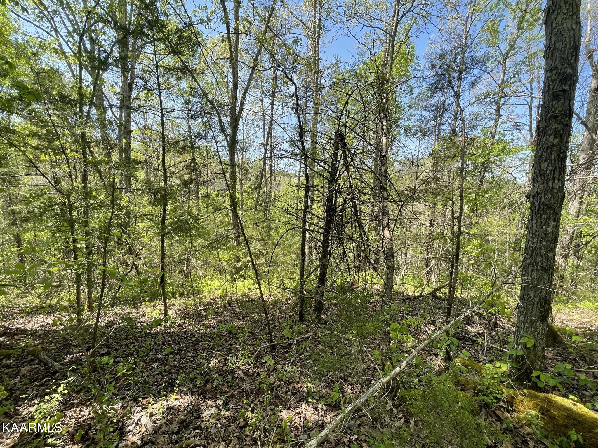 1.43-acre Mt Harmony Road Tellico Plains, TN 37385 - Photo 1 of 37 F5469B16-A3E1-4FF6-986A-07434AEB88E3