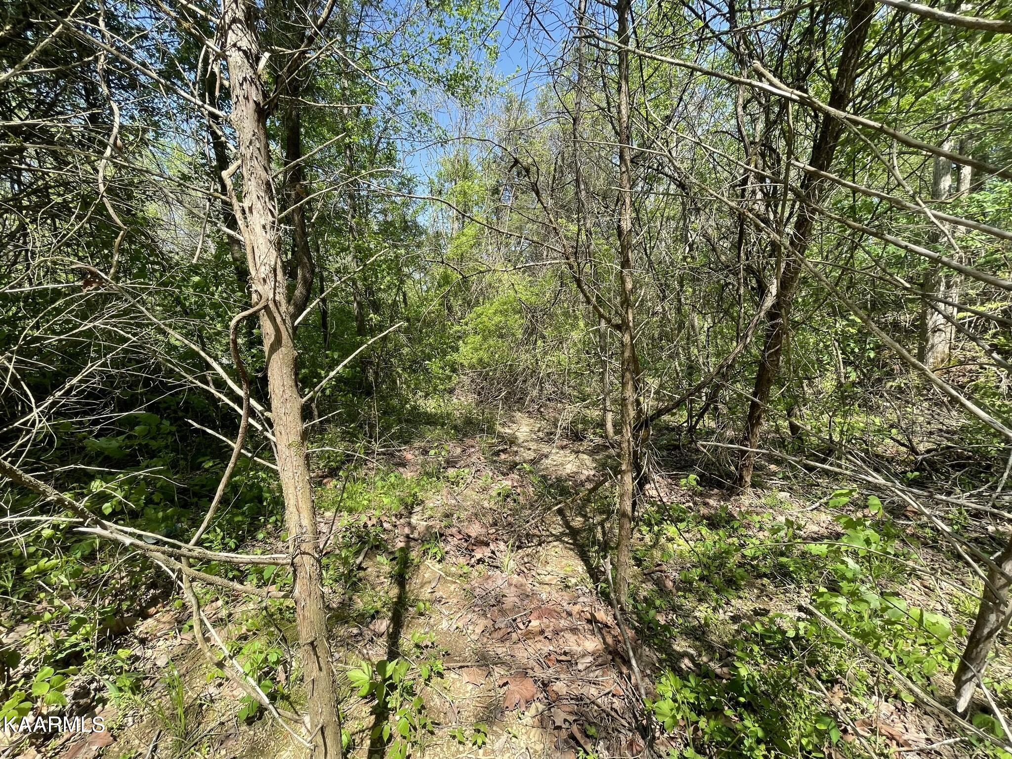 1.43-acre Mt Harmony Road Tellico Plains, TN 37385 - Photo 13 of 37 631ED772-06FE-49D8-AD07-8ED373F16D71