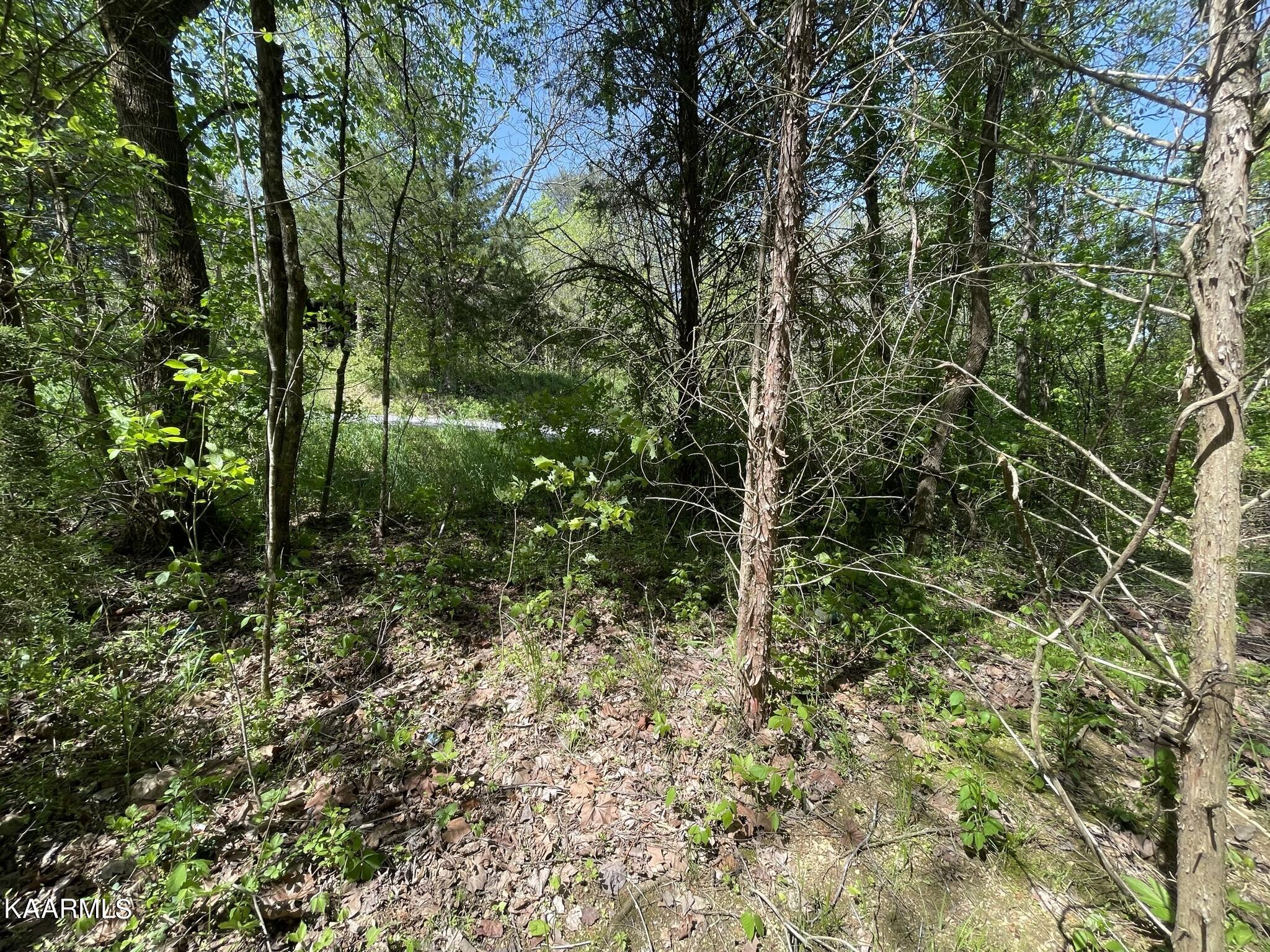 1.43-acre Mt Harmony Road Tellico Plains, TN 37385 - Photo 14 of 37 49E2ACE0-D632-4E6B-9025-42364C86FE81