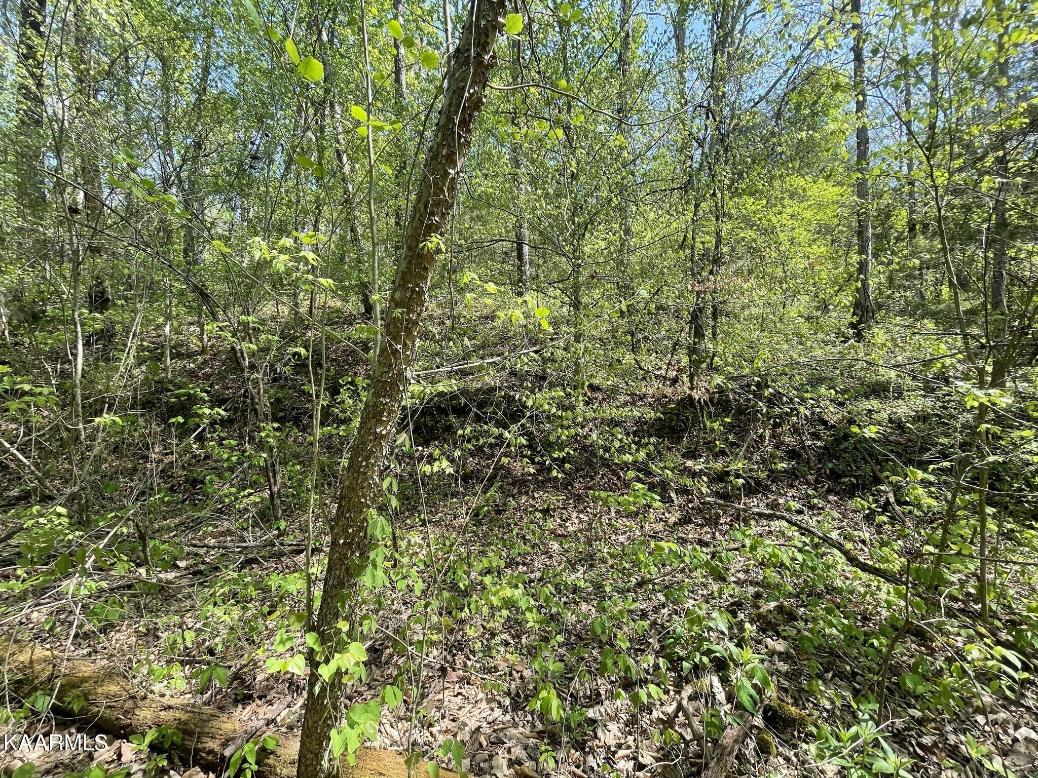 1.43-acre Mt Harmony Road Tellico Plains, TN 37385 - Photo 16 of 37 7252F927-E949-4EE5-BE7B-4D98279A0F82