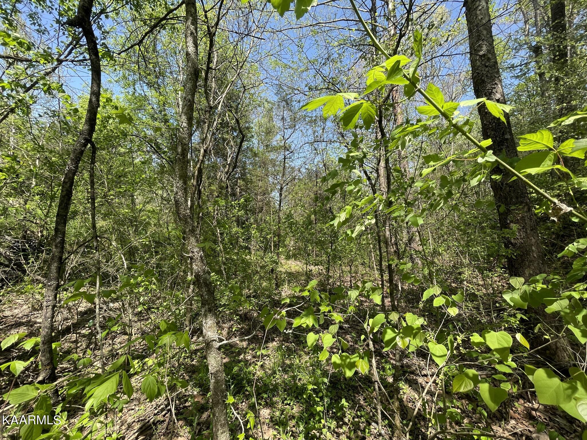 1.43-acre Mt Harmony Road Tellico Plains, TN 37385 - Photo 17 of 37 25665D3C-8279-4CC0-BCEC-C044CD3E15F3