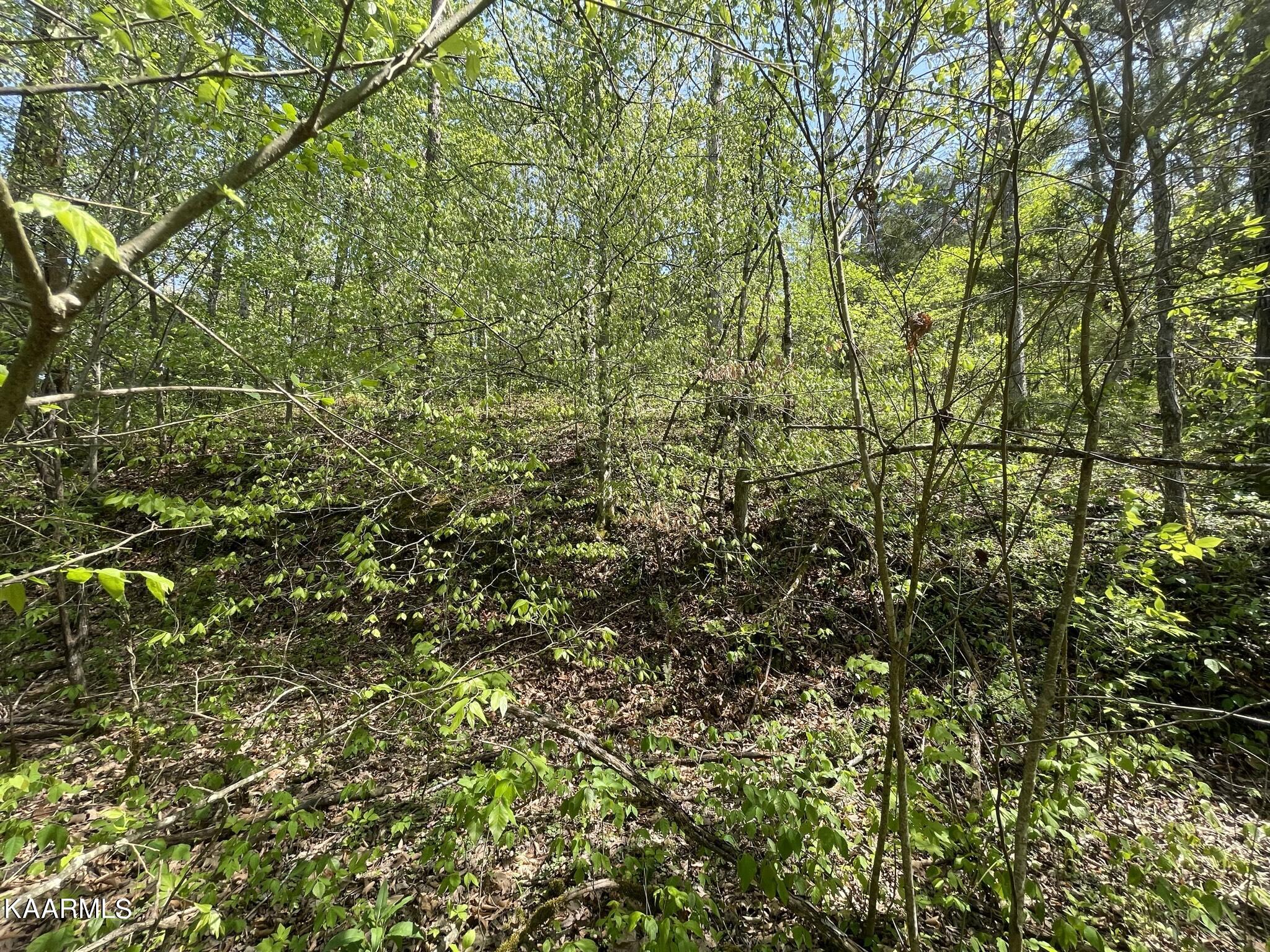 1.43-acre Mt Harmony Road Tellico Plains, TN 37385 - Photo 18 of 37 66ED16C2-DE4A-4FD7-B61D-7896E942F27A